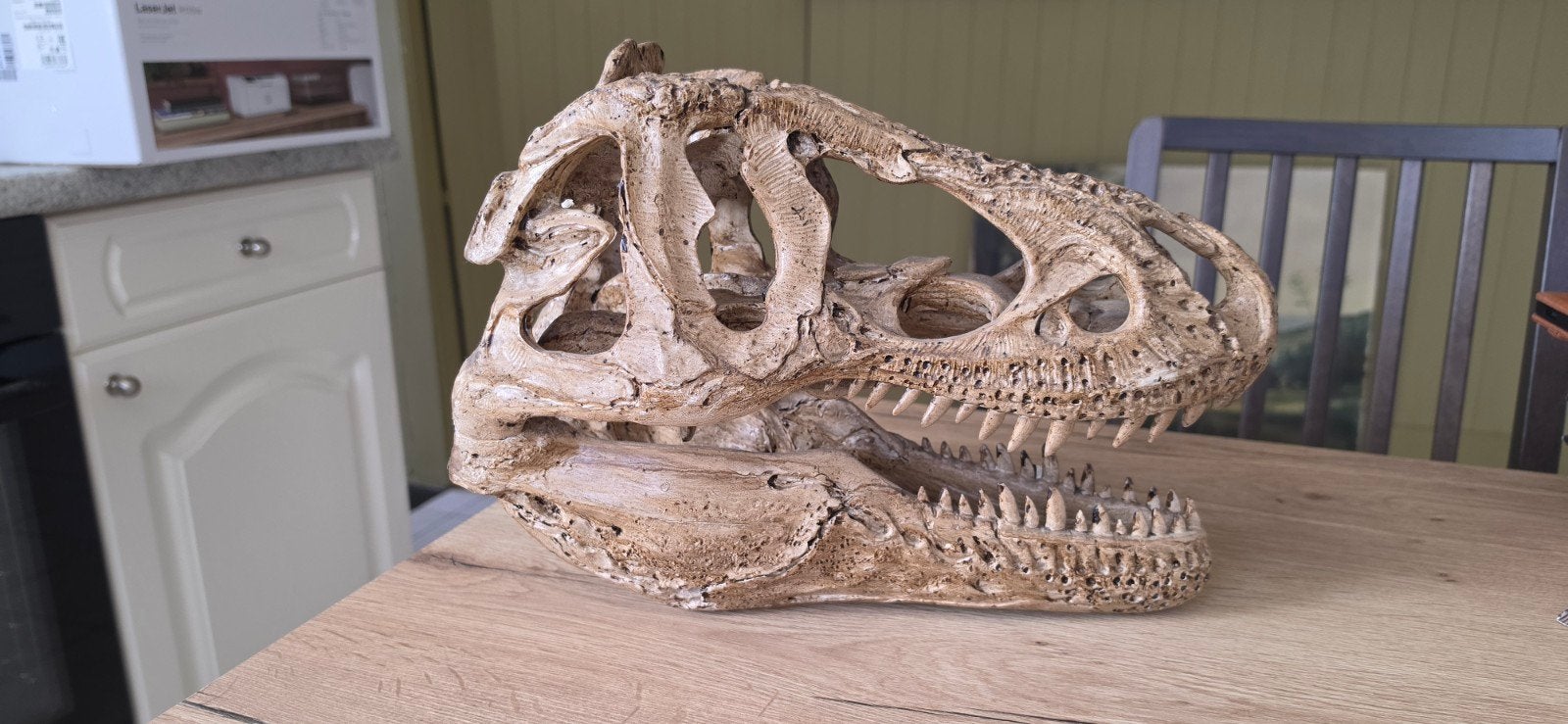 Prachtige grote dinosaurus schedel – Replica T-Rex / Allosau, Enlèvement