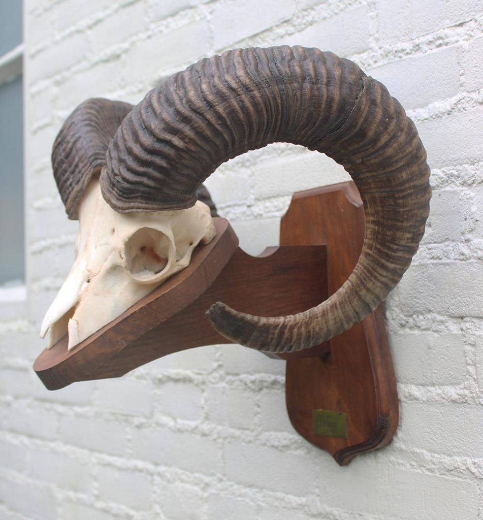 Schedel MOEFLON RAM op houten schild - Ardennen (ref. M), Ophalen of Verzenden, Gebruikt, Wild dier, Schedel