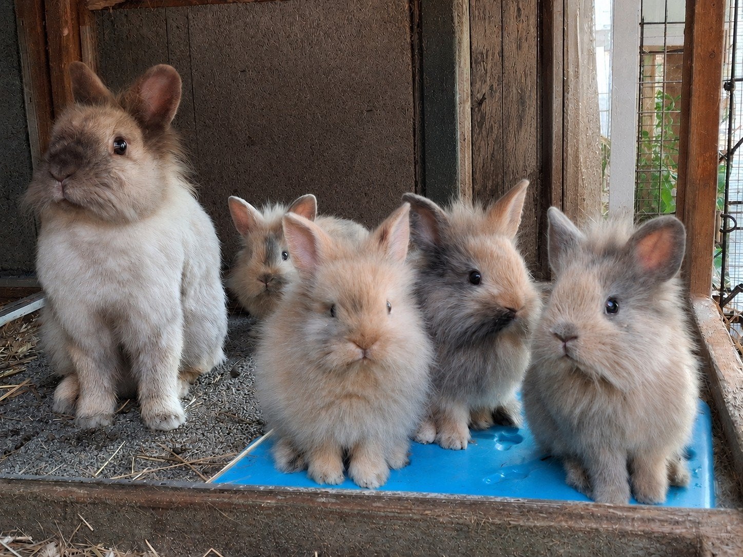 Leeuwenkop x teddy widder, Dieren en Toebehoren, Konijnen