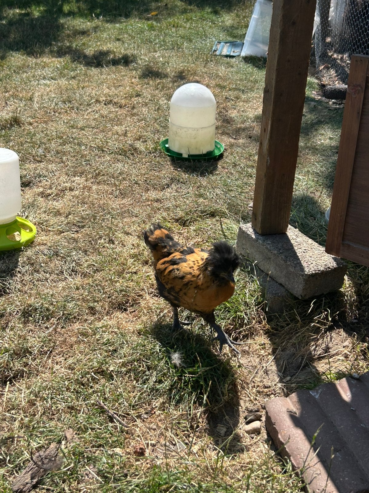 Mooie kippen kuikens te koop, Dieren en Toebehoren, Pluimvee, Geslacht onbekend, Kip