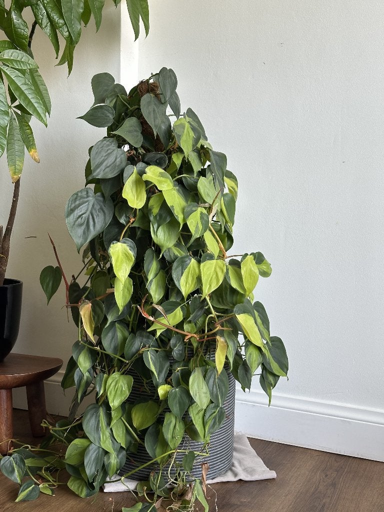 Mooie Philodendron huisplant te koop, Ophalen, Overige soorten, Halfschaduw, Minder dan 100 cm