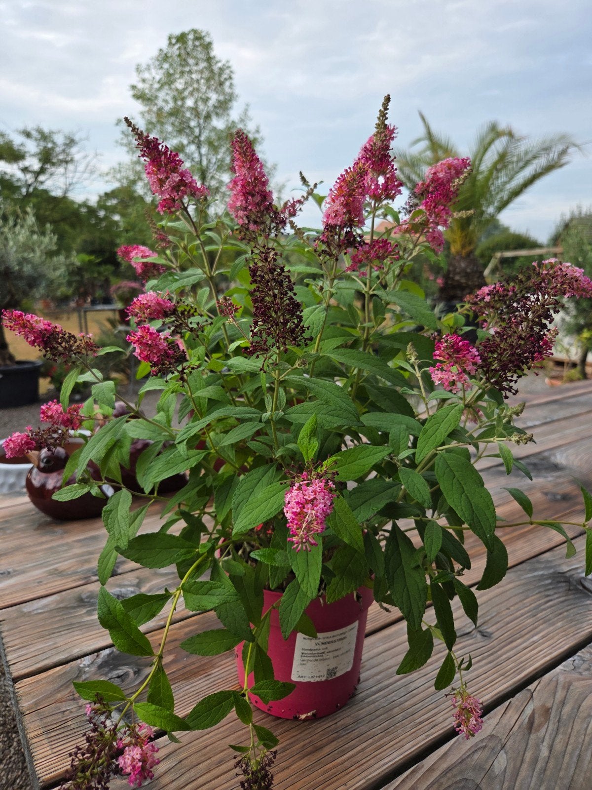 Buddleja - vlinderstruik, Ophalen