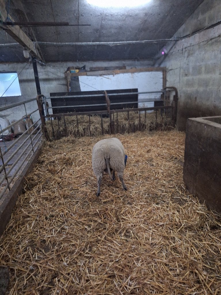 bok ram, Dieren en Toebehoren, Schapen, Geiten en Varkens, Schaap, 0 tot 2 jaar