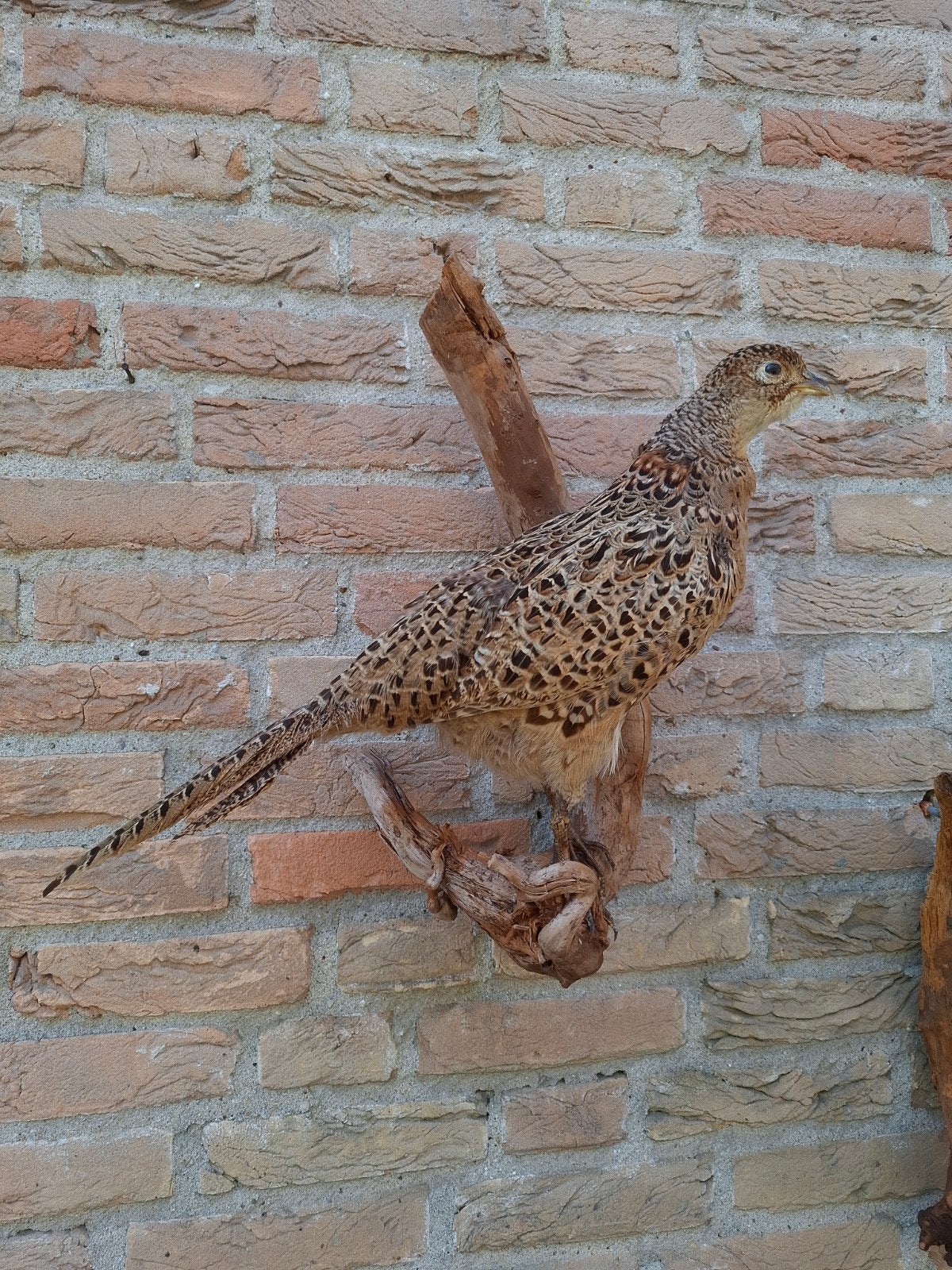 opgezette koppel fazanten hen haan taxidermie schedel jacht, Ophalen, Vogel, Opgezet dier