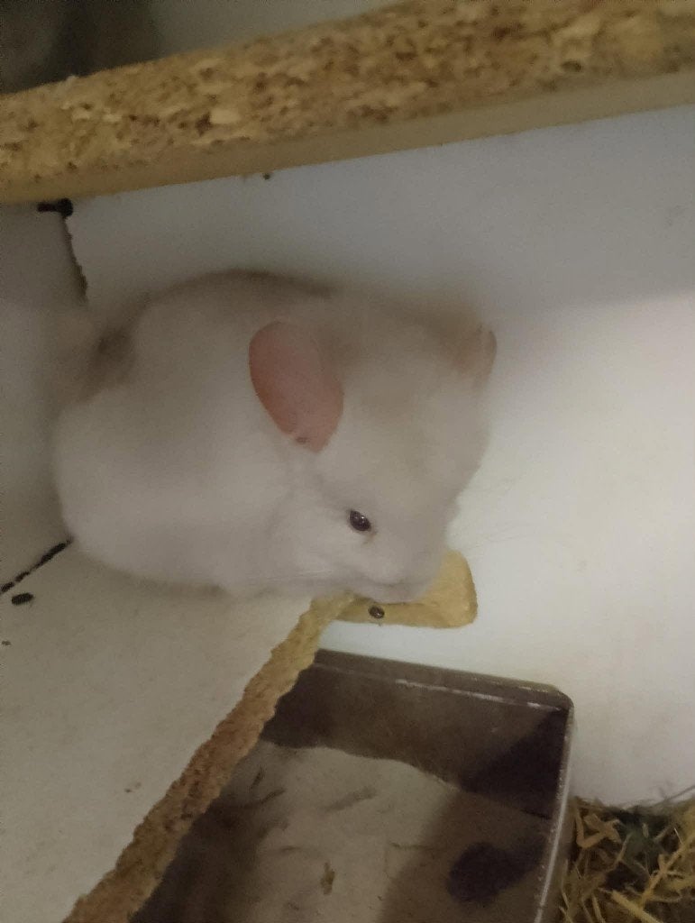 chinchillas, Dieren en Toebehoren, Knaagdieren, Vrouwelijk, Chinchilla, April