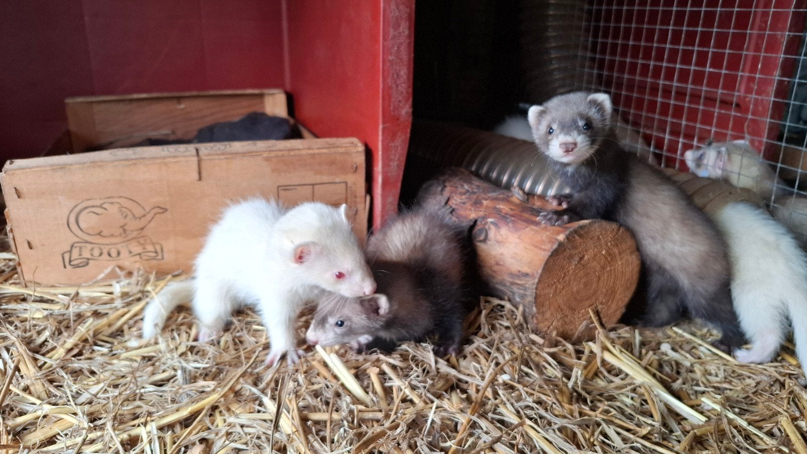 FRETTEN - FURETS, Animaux & Accessoires, Animaux Autre, Mai, Plusieurs animaux