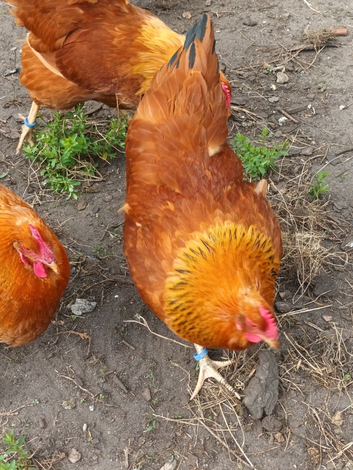 Broedeieren new hampshire, Dieren en Toebehoren