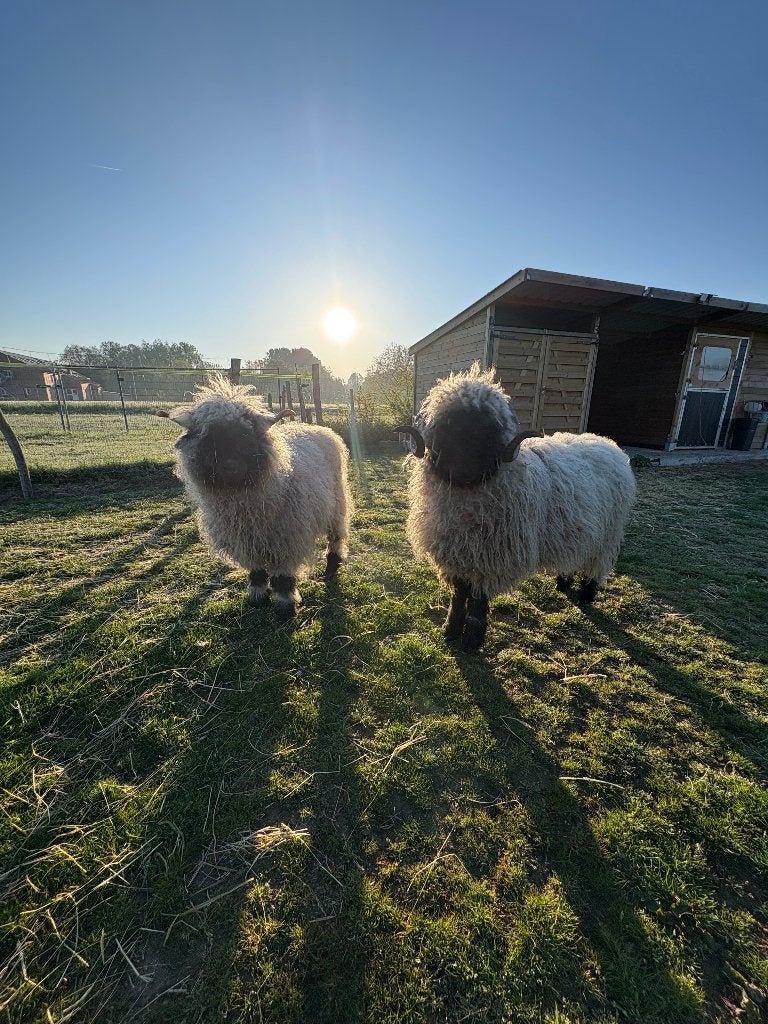 Walliser Schwarznase koppeltje, Dieren en Toebehoren, Meerdere dieren, Schaap, 0 tot 2 jaar