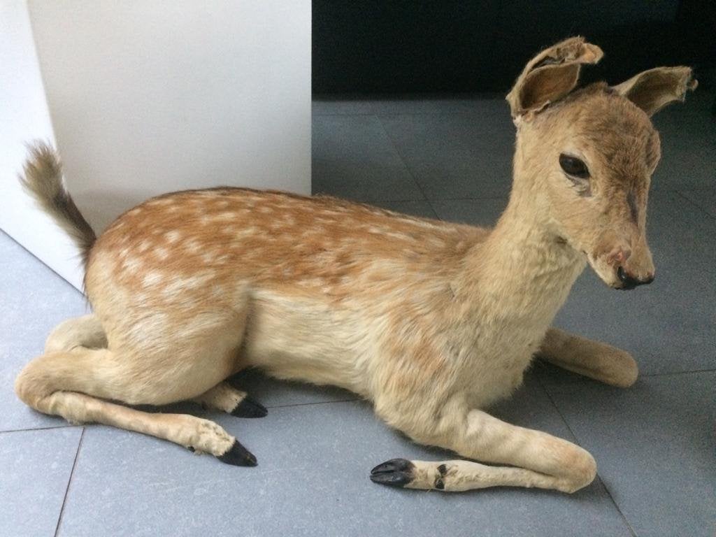 Taxidermie hert, Ophalen, Hert