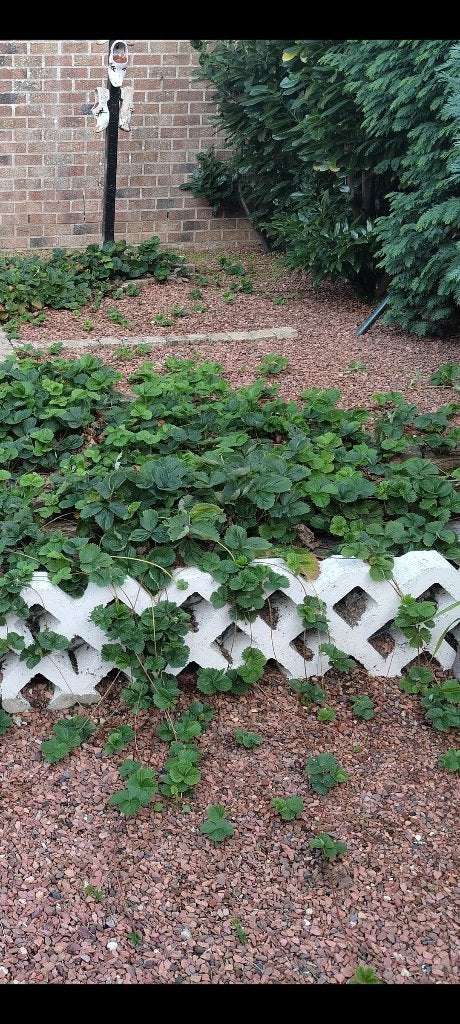 4 aardbeien planten voor 1€, Ophalen