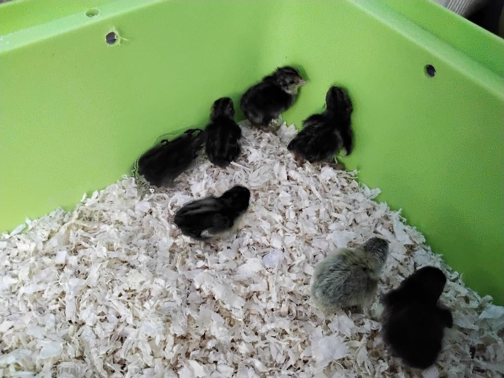 1 Dagskuikens van Chinese dwergkwartels, Dieren en Toebehoren