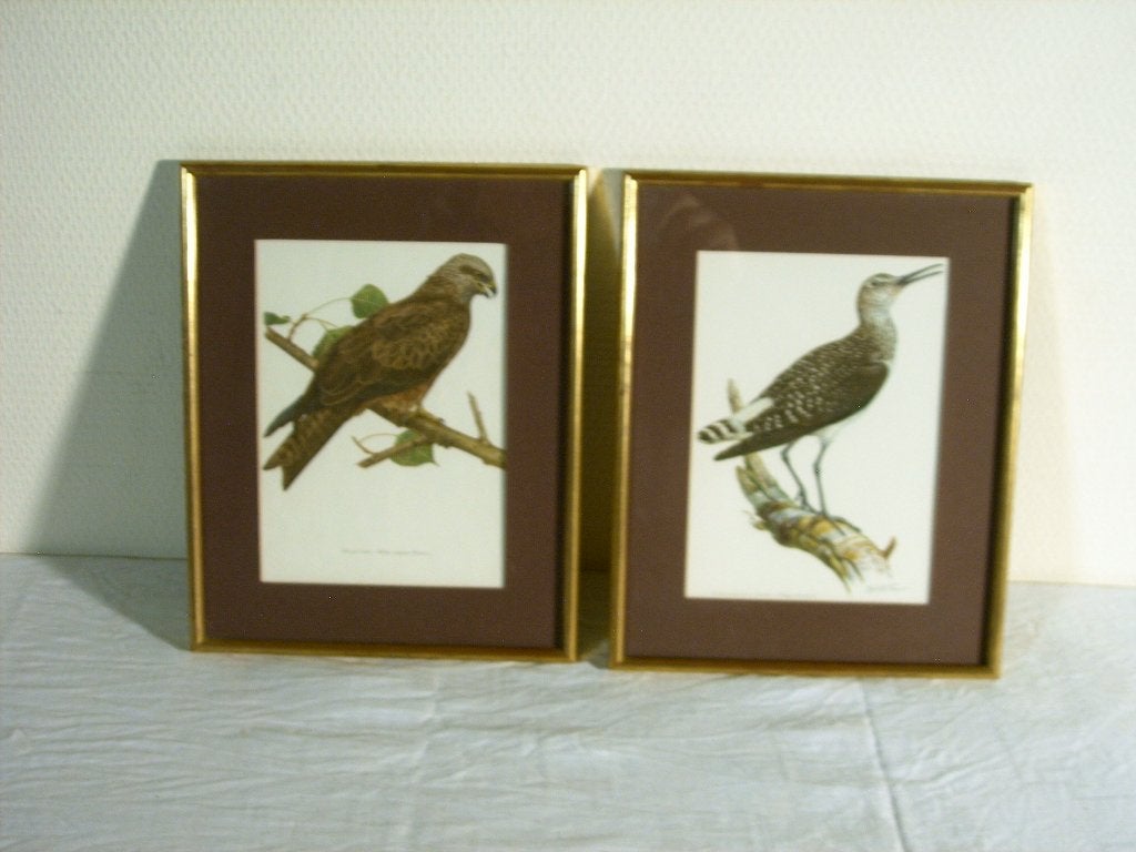 Lot de 2 gravures d'oiseaux vintage, Enlèvement ou Envoi