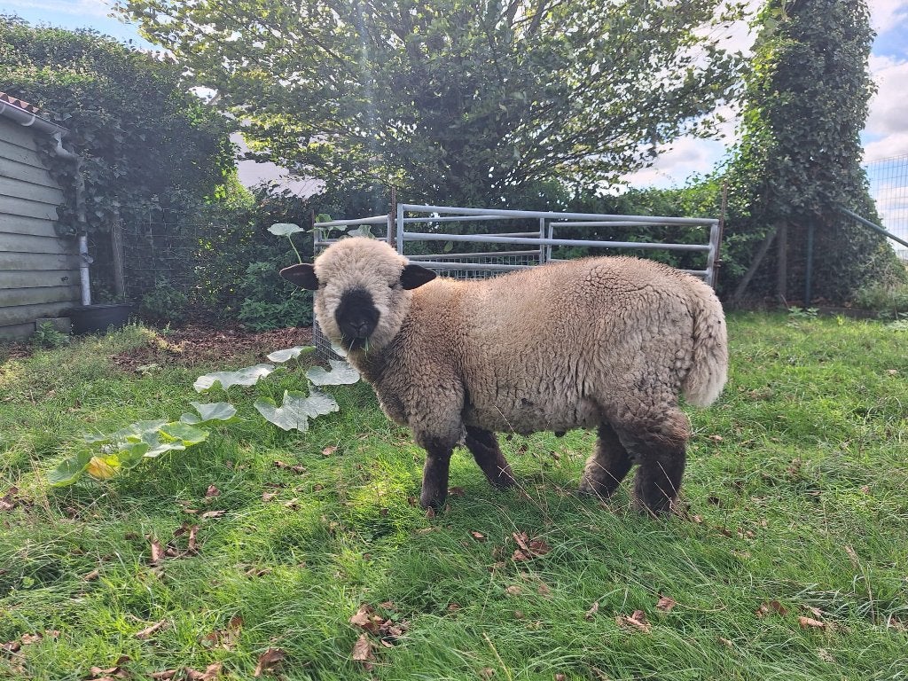 3 ramlammeren, Mâle, Mouton, 0 à 2 ans