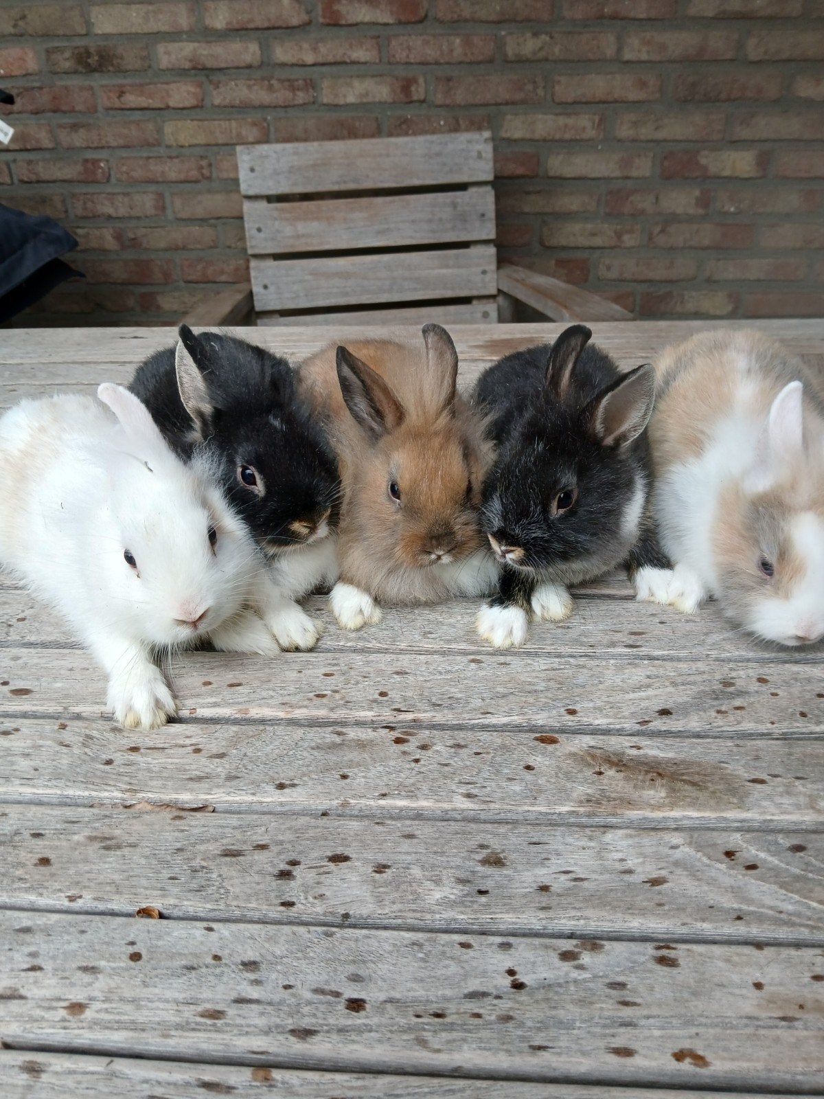 dwergkonijntjes, Dieren en Toebehoren, Konijnen