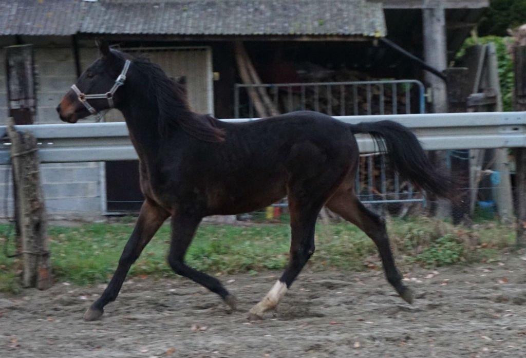 ik zoek een hoefsmidschort in leder(Bekapschort ).paarden, Ophalen of Verzenden, Gebruikt