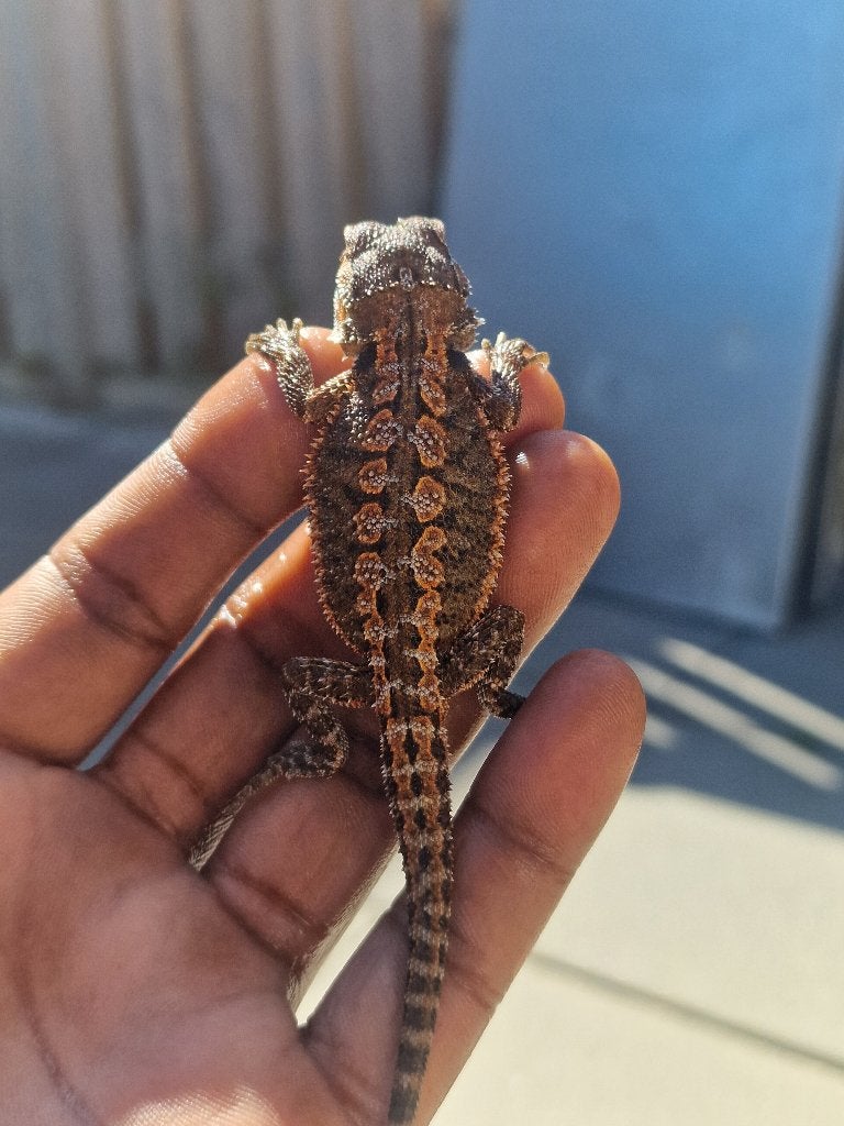 Te koop: prachtige Dark Monster baardagaam, Dieren en Toebehoren, Reptielen en Amfibieën, Overige soorten, Tam, 0 tot 2 jaar