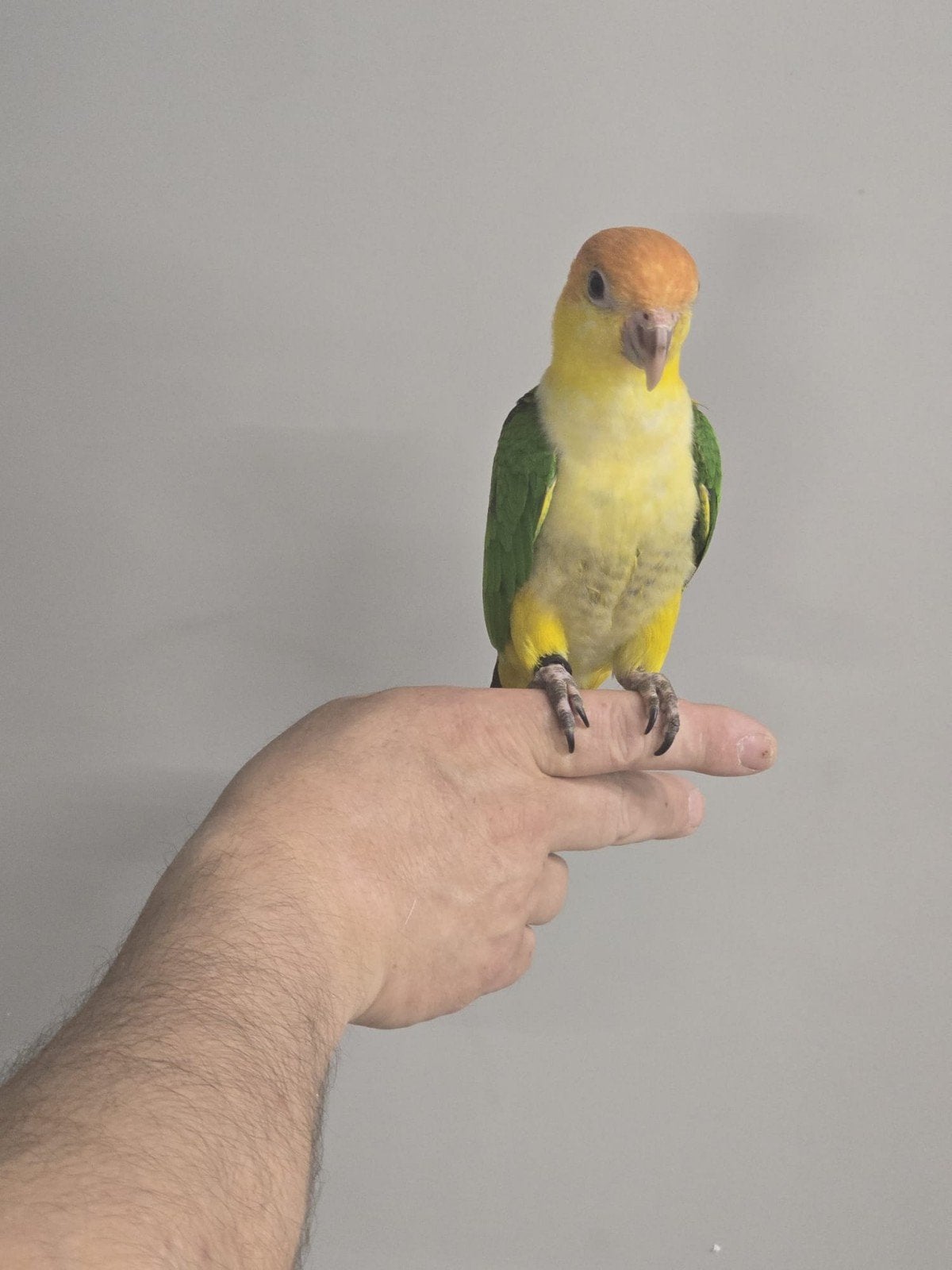Tamme Roestkop Caique, is super tam, Geringd