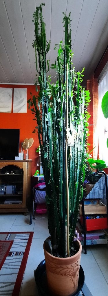 Plante Euphorbe, Maison & Meubles, Autres espèces, Enlèvement, 100 à 150 cm, Plante verte