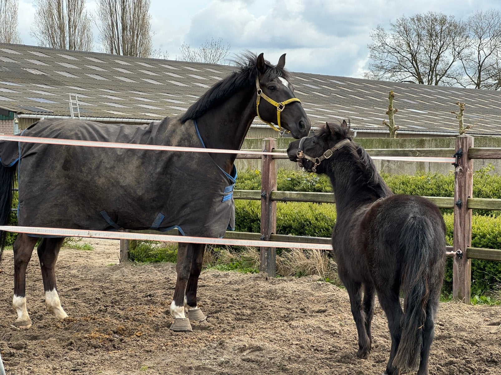 Lieve charmante ruin., Dieren en Toebehoren, Pony's, Ruin, Zadelmak, 3 tot 6 jaar, Gechipt, Ontwormd, Ingeënt
