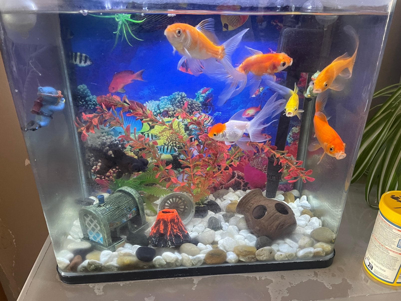 Aqarium+7 vissen, Dieren en Toebehoren, Ophalen, Zo goed als nieuw, Decoratie