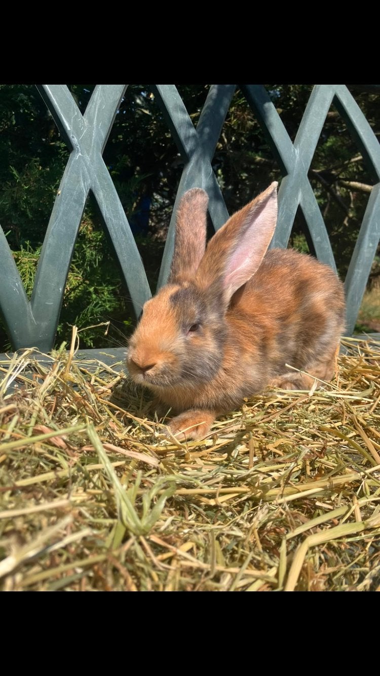 Nestje vlaamse reuzen 9 weken, Dieren en Toebehoren