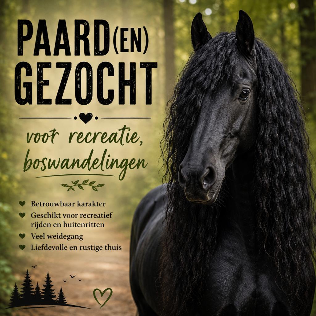 Gezocht: 1 of 2 brave paarden voor buitenritten, Dieren en Toebehoren, Paarden, Merrie, 7 tot 10 jaar, Recreatiepaard