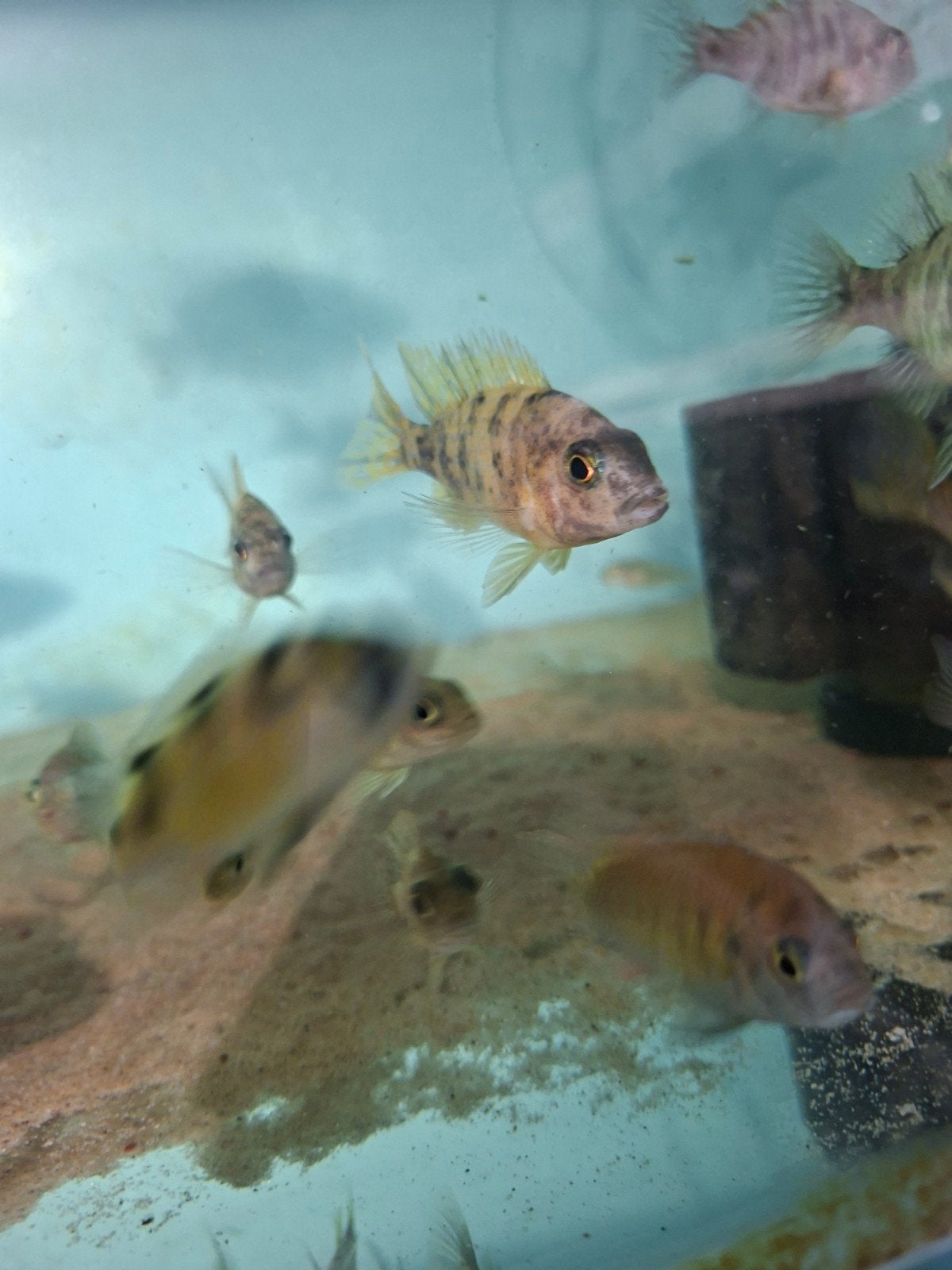 cichlides malawi aulonocara ob couples / trio, Animaux & Accessoires