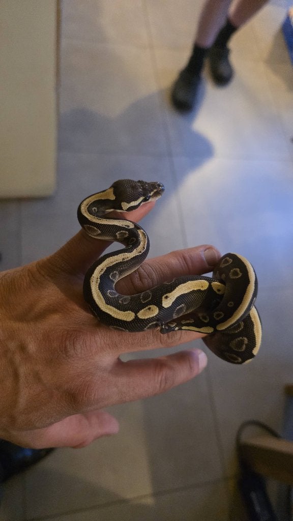 Verkoop koningspython (ball-python) + volledige setup, Dieren en Toebehoren, Ophalen, Gebruikt, Terrarium of Paludarium