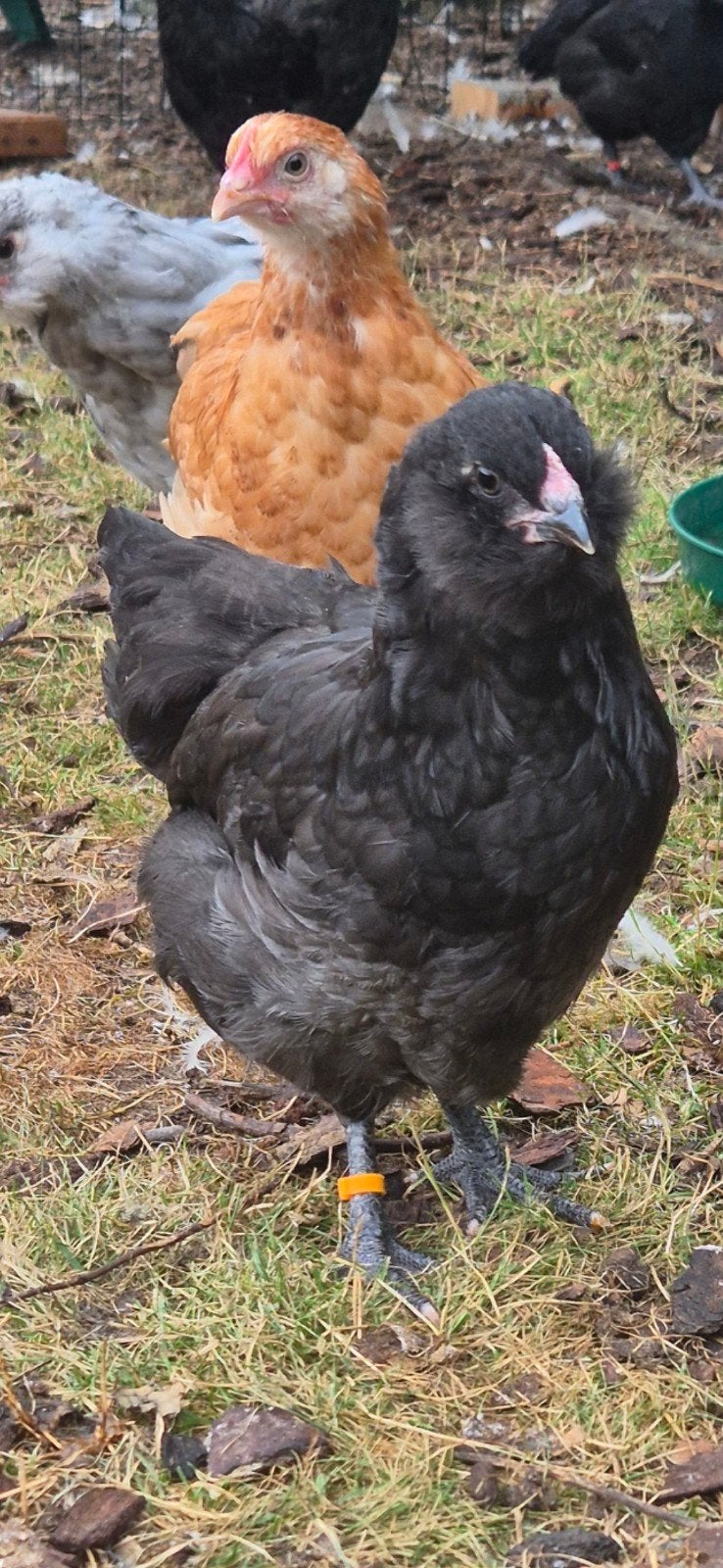 blauwlegger hennetjes, Dieren en Toebehoren, Pluimvee, Vrouwelijk, Kip