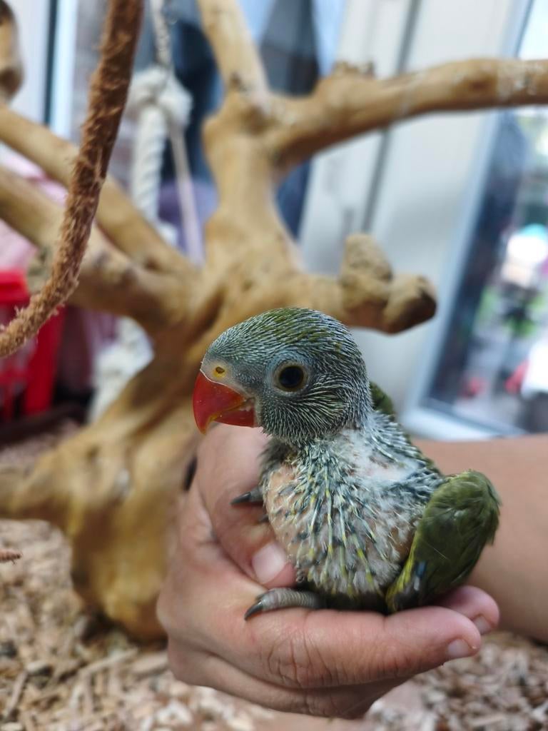 Perruche à collier bleu et verte