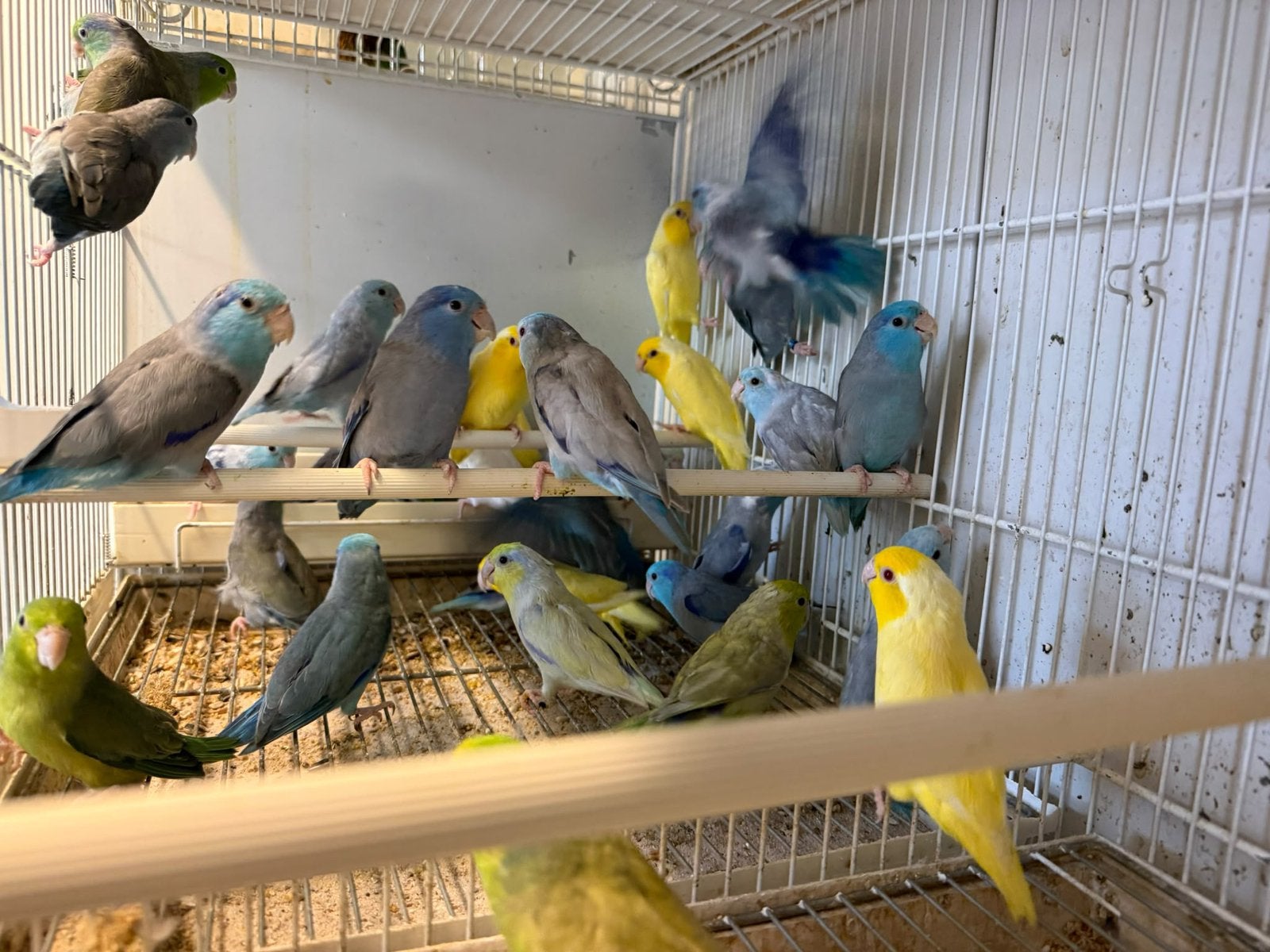 Forpus dwergpapegaaien, Plusieurs animaux, Perroquet nain ou Inséparable, Bagué