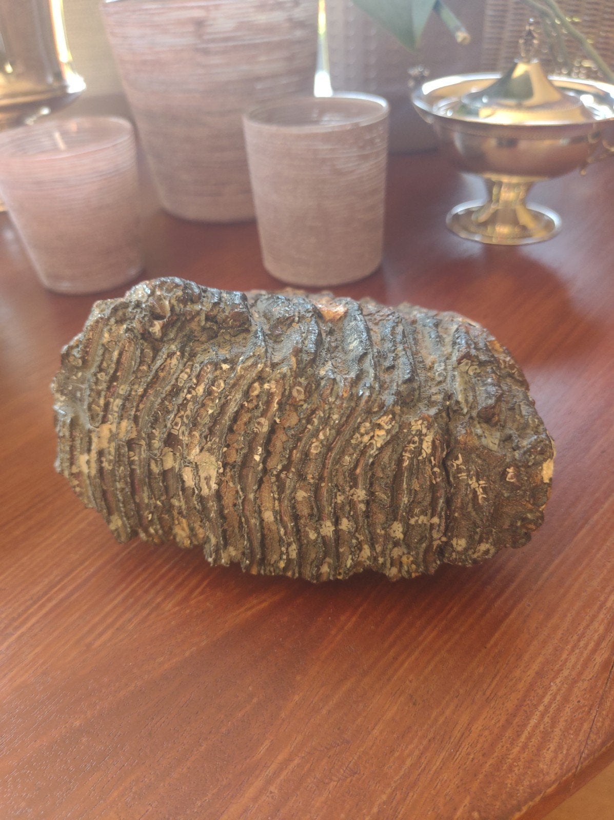 dent de mammouth, pièce unique, Fossil, Collections, Envoi, Fossile