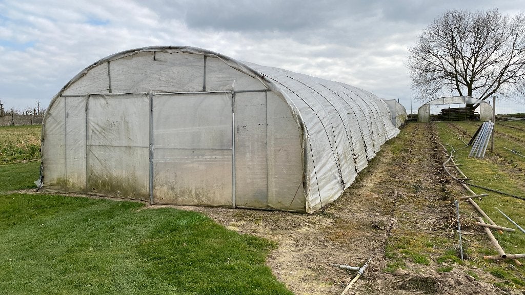 Tunnelserre te koop, Enlèvement, Culture de fruits