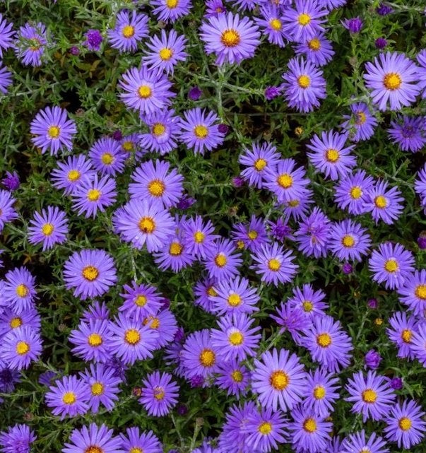 Aster 'Anton Kippenberg', Tuin en Terras, Ophalen, Vaste plant