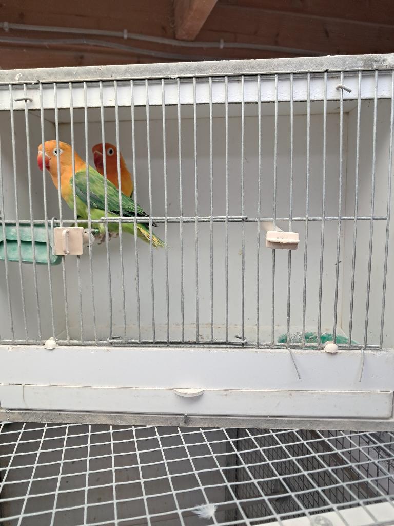Koppel opaline fischeri, agaporniden, parkieten, vogels, Dieren en Toebehoren, Meerdere dieren, Dwergpapegaai of Agapornis, Geringd