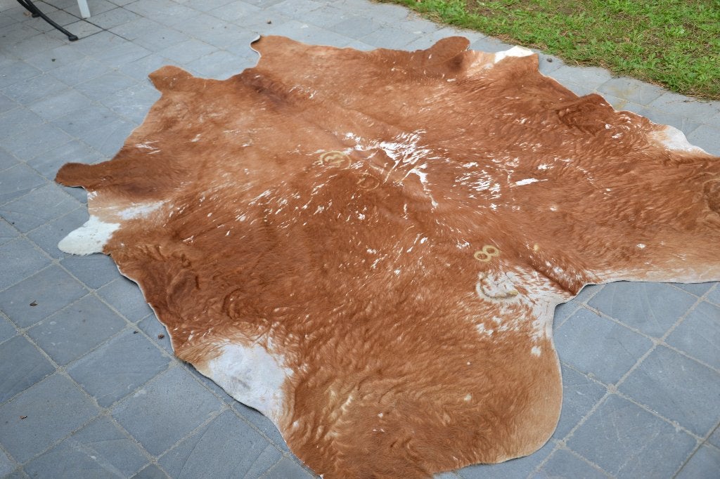 groot vintage koevel, Ophalen, Gebruikt, Beige, 150 tot 200 cm