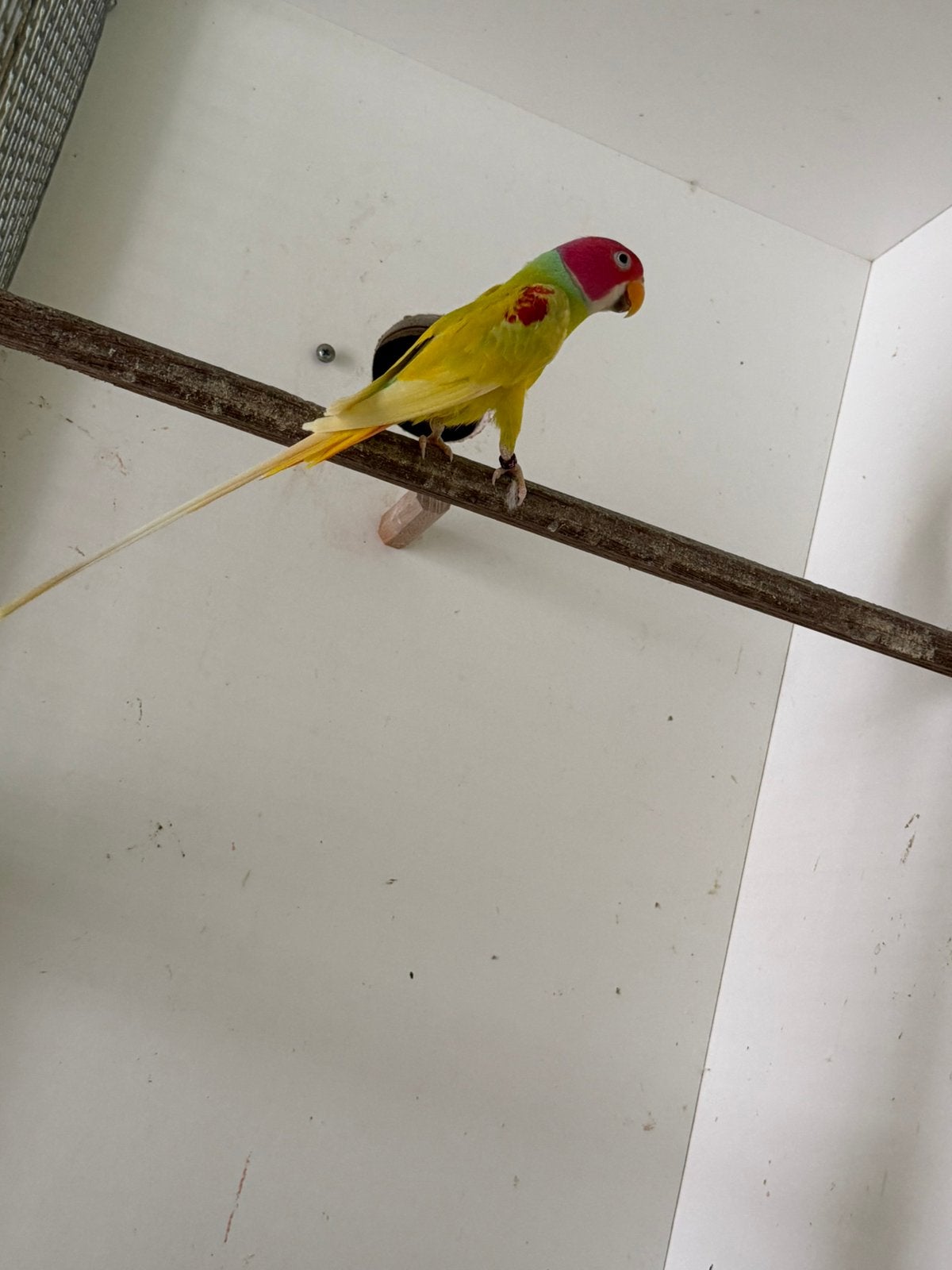 Pruimkop, Dieren en Toebehoren, Vogels | Parkieten en Papegaaien