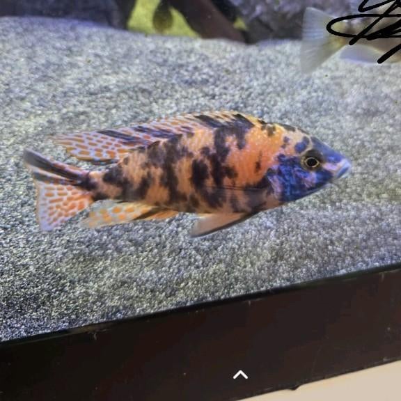 Aulonocara OB M +-10cm, Dieren en Toebehoren, Vissen | Aquariumvissen