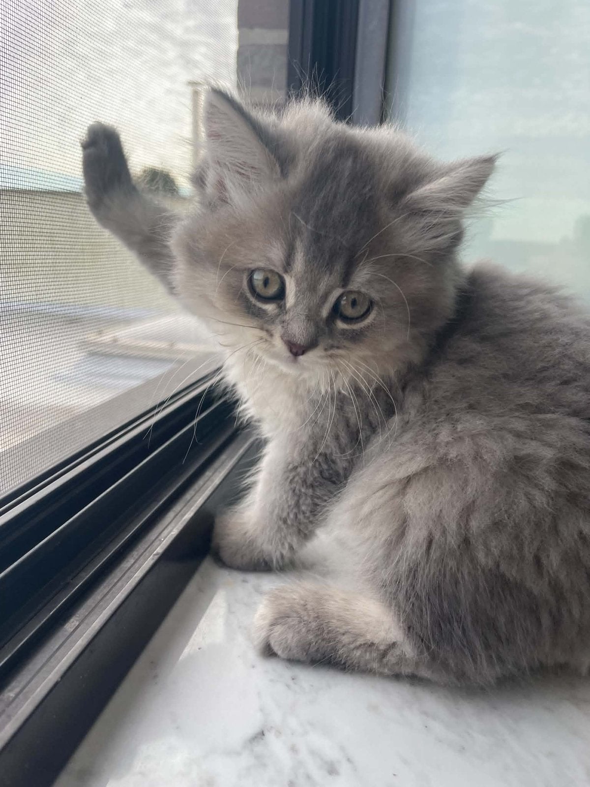 Black gold shaded en bleu shaded tabby britse kittens, Dieren en Toebehoren, Kater, Gechipt, 0 tot 2 jaar