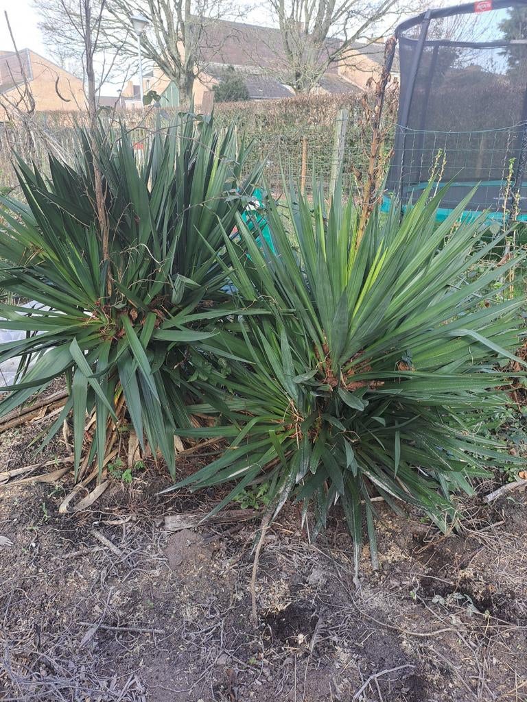Yucca planten 2 stuks, Tuin en Terras, Bloembollen en Zaden, Ophalen