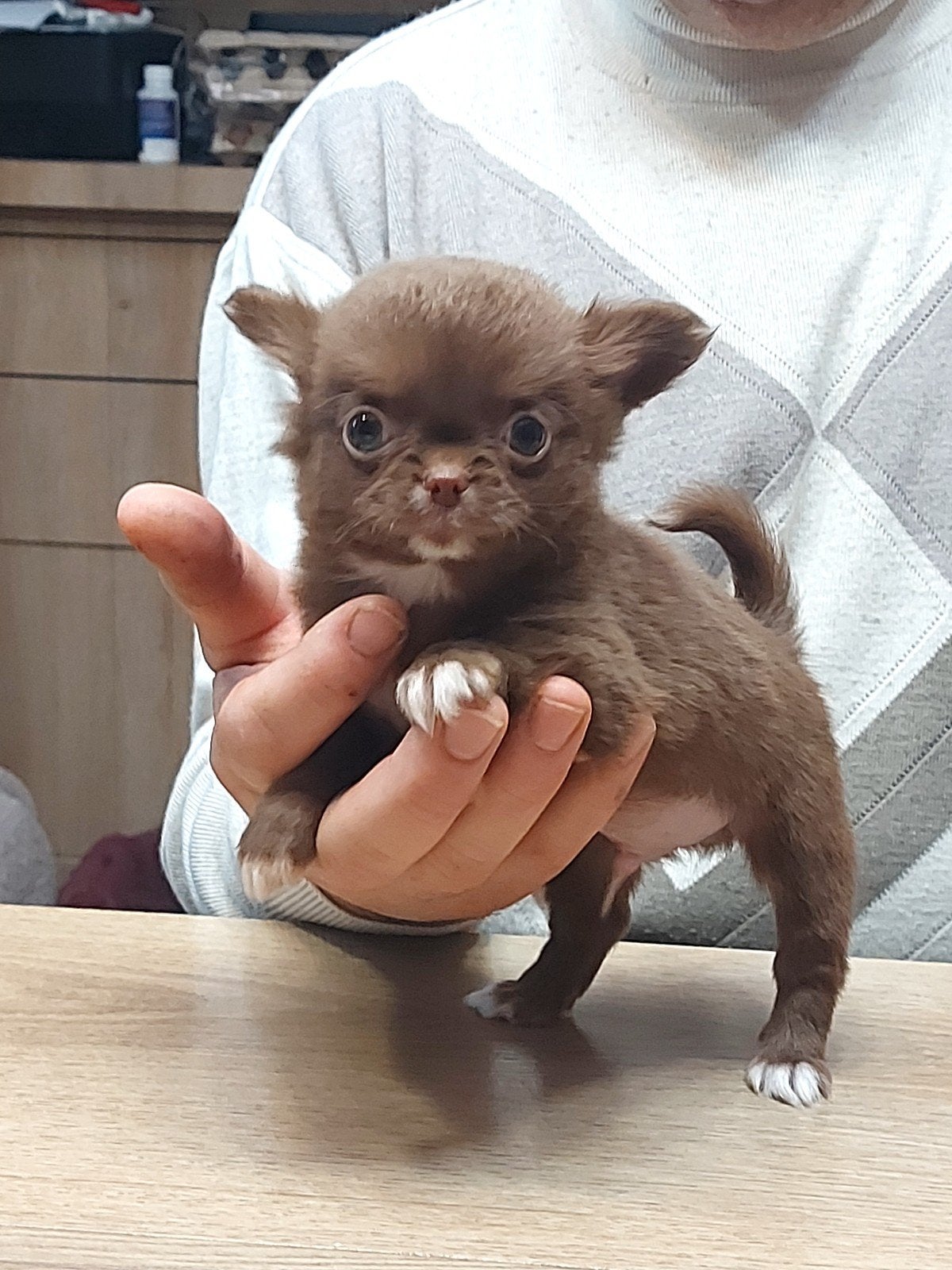 chihuahua puppy's, Dieren en Toebehoren, België, Fokker | Hobbymatig, Overige rassen, 8 tot 15 weken