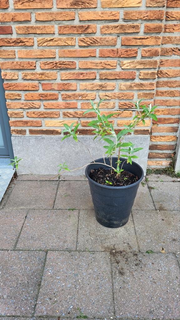 Vlinderstruik (Winterhard), Tuin en Terras, Planten | Struiken en Hagen, Ophalen, Vlinderstruik