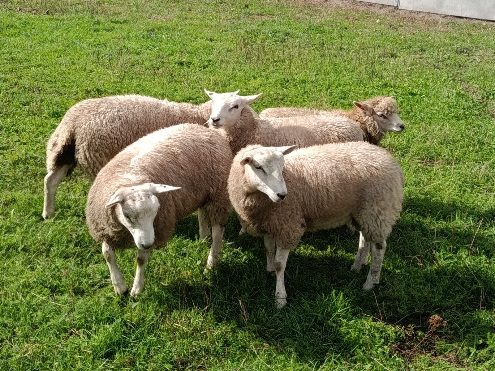 twee ramlammeren, Dieren en Toebehoren