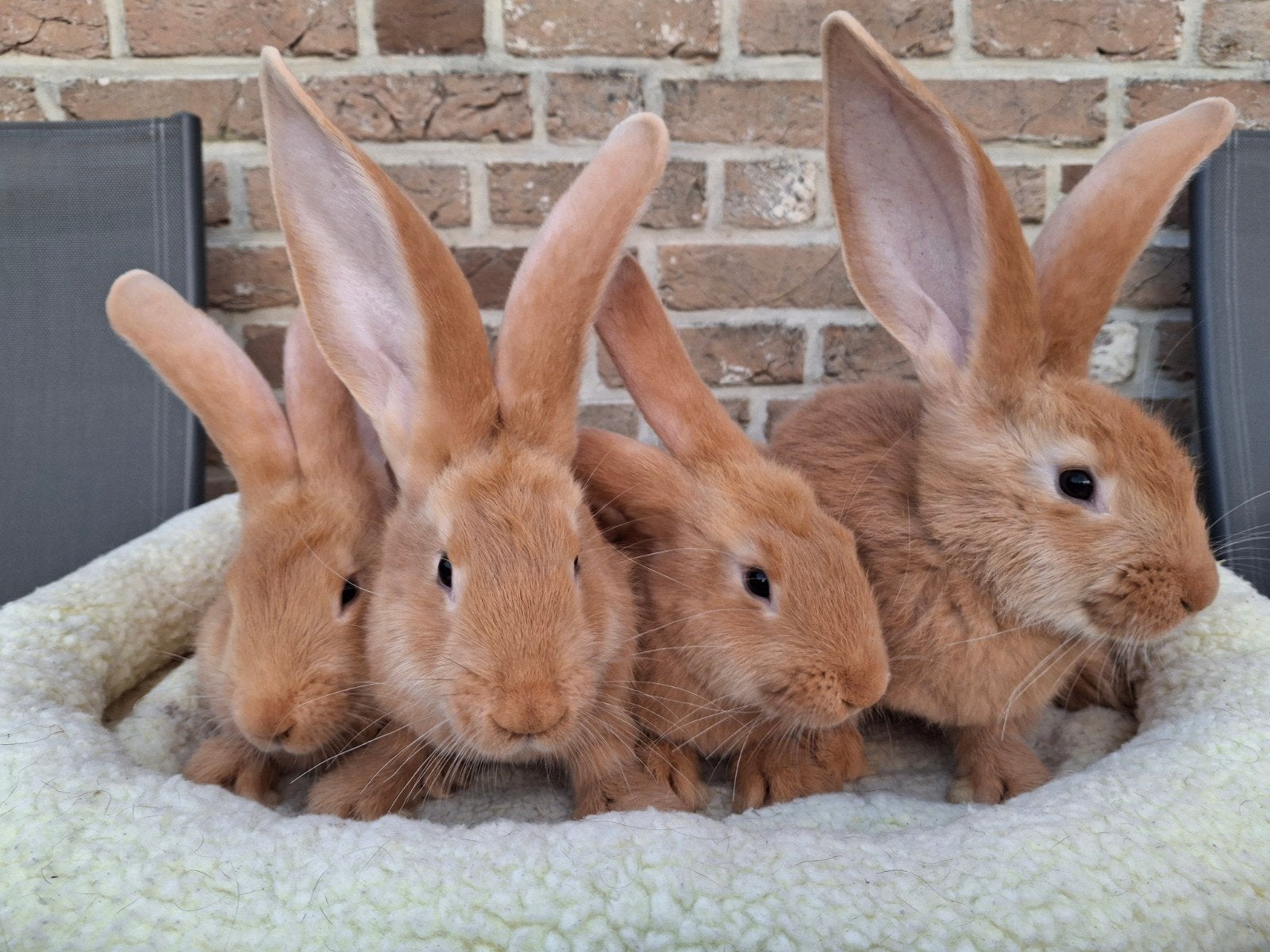 Raszuivere gevaccineerde Vlaamse reuzen, Dieren en Toebehoren, Konijnen