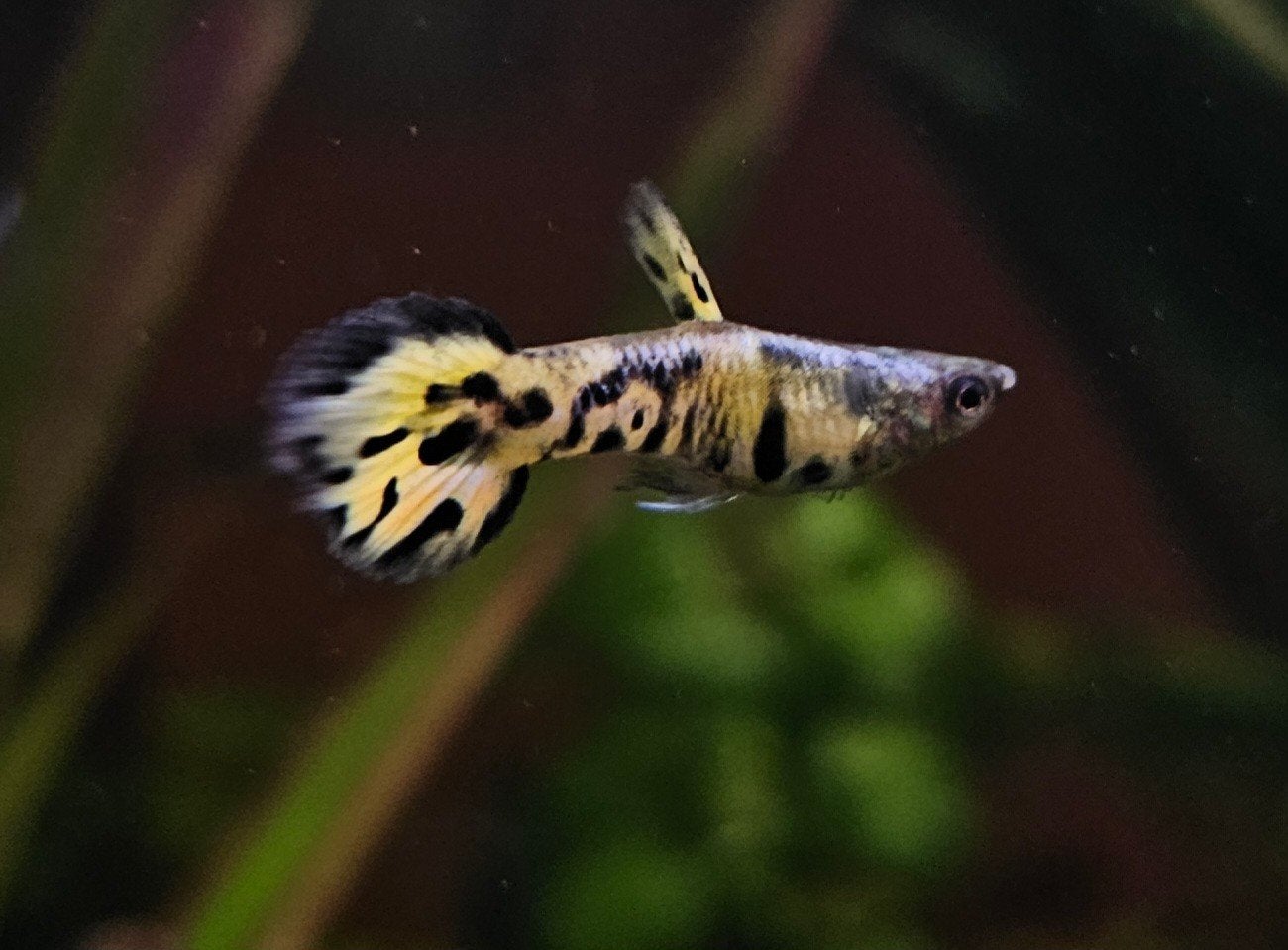 Guppy Endler gele tijger, Vis, Zoetwatervis
