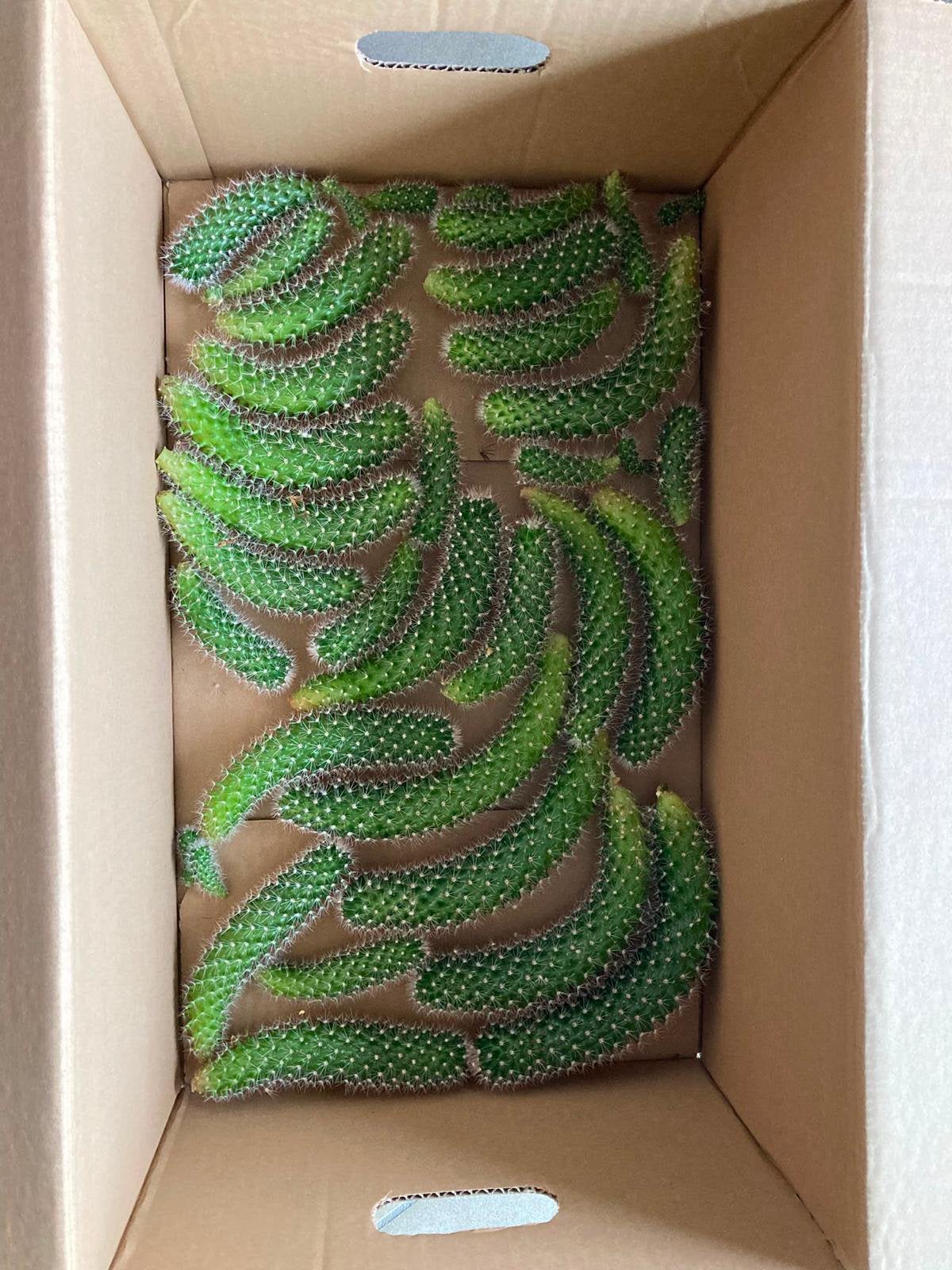 Gratis stekjes planten cactus scheuten, Tuin en Terras, Ophalen