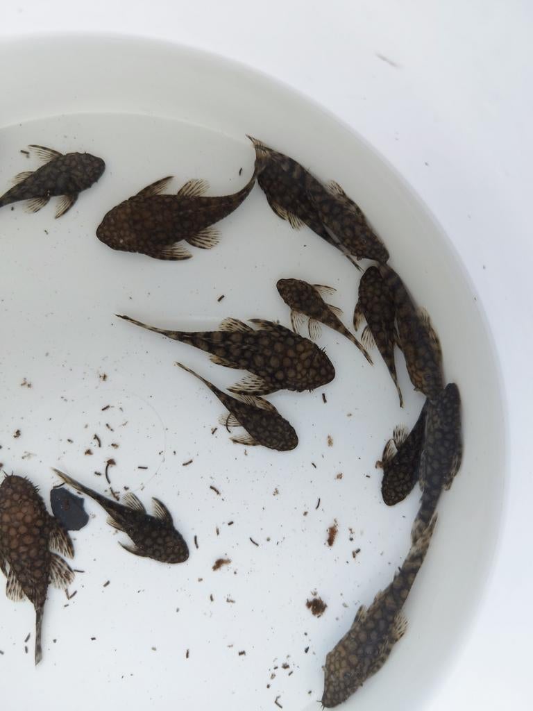 Ancistrus Paraguay, Dieren en Toebehoren