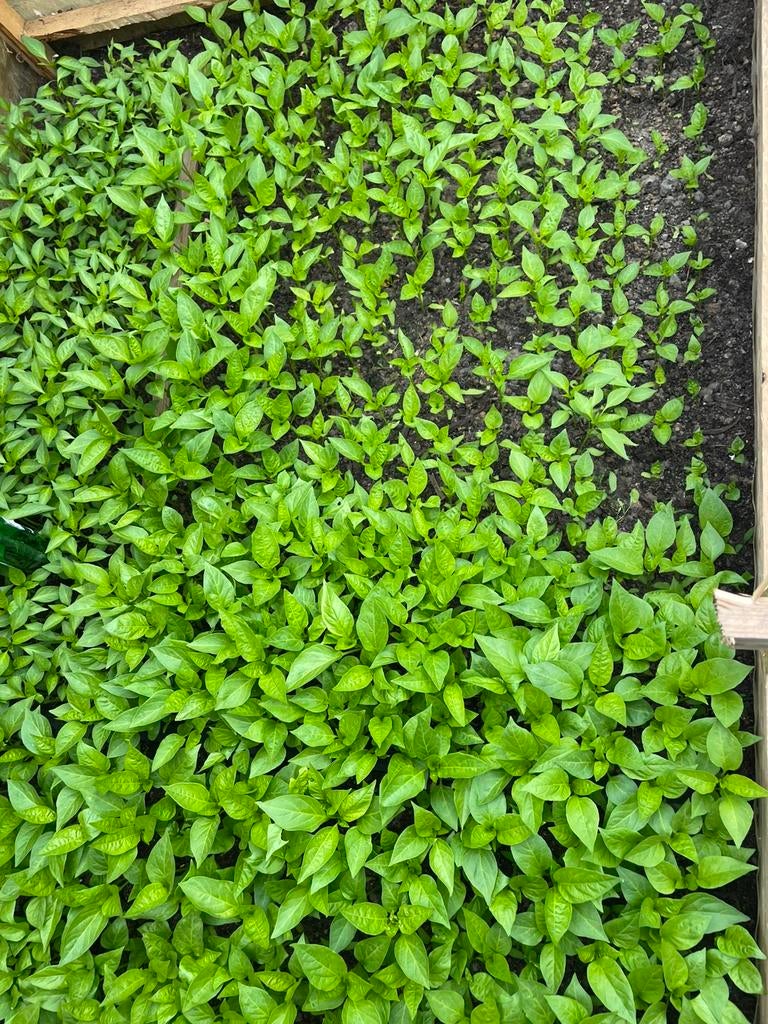 Peperplanten te koop – €1 per stuk!, Ophalen, Zo goed als nieuw