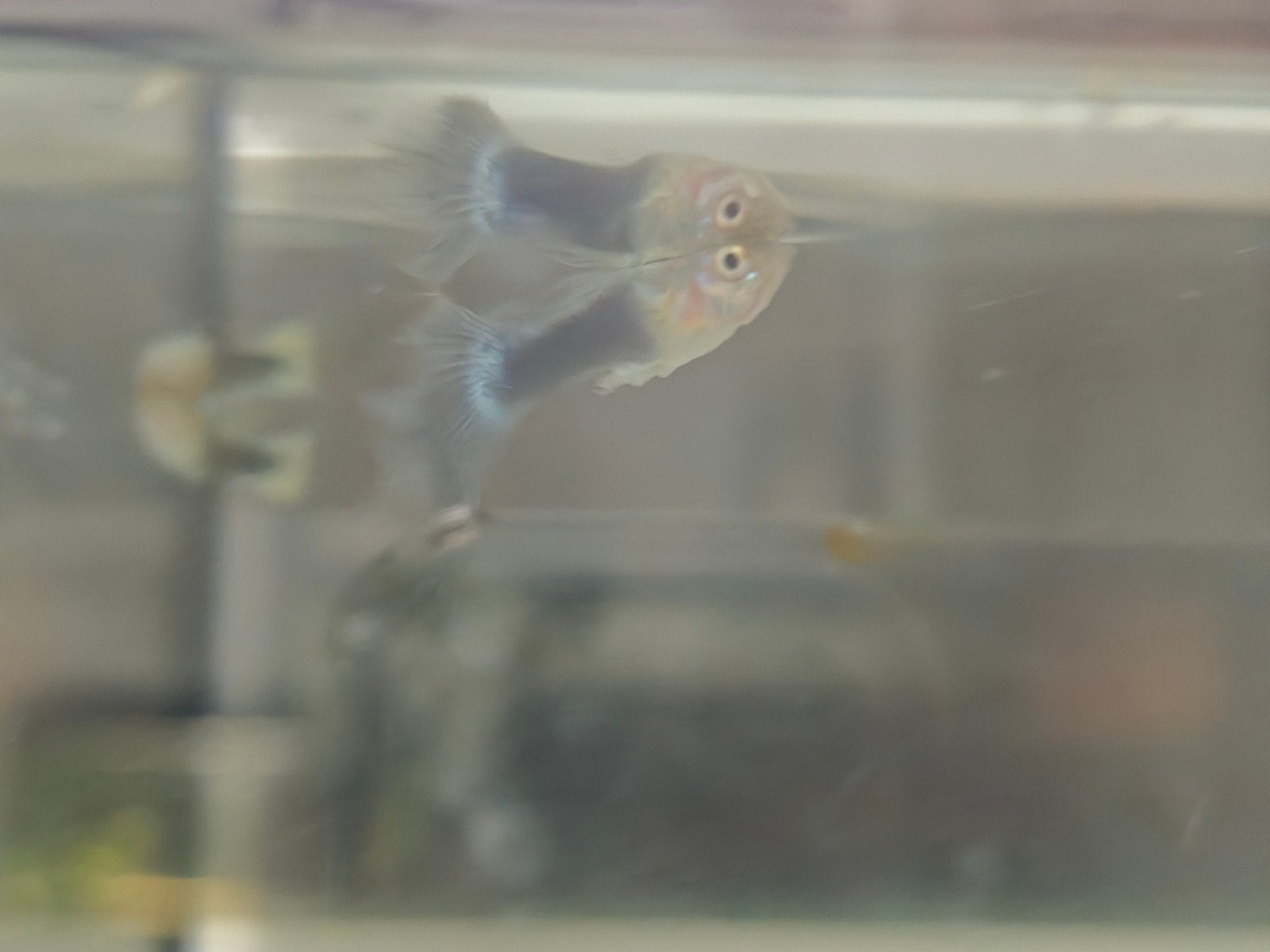14litr aquarium met vissen, Dieren en Toebehoren, Vissen | Aquariumvissen, Vis, Zoetwatervis