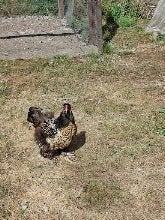 1 poule de Brahma doré/noir ourlé gros volaille, Femelle, Poule ou poulet